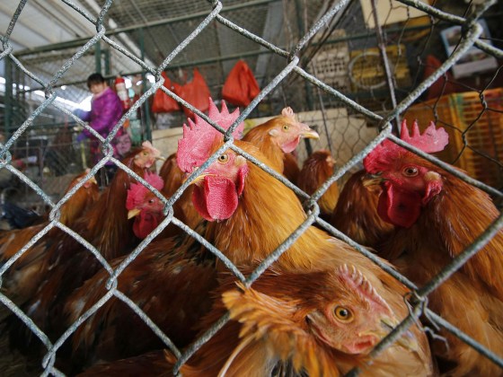 Chickens are kept in a cage at a wholesale poultry market in Shanghai. A spate of bird flu cases since the beginning of the year in China has experts watching closely as millions of people and poultry are on the move ahead of the Lunar New Year holiday, the world's largest annual human migration.