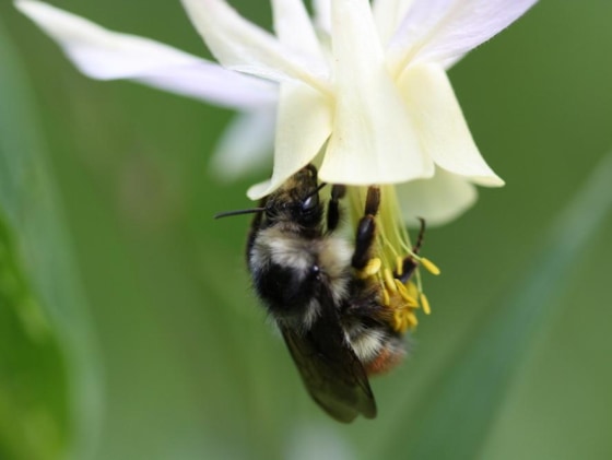 A worker bumblebee visits a columbine flower at Grand Teton National Park, Wyo.