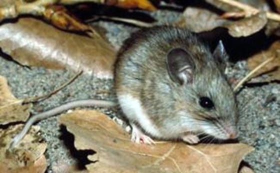 A new vaccine would protect mice against Lyme disease
