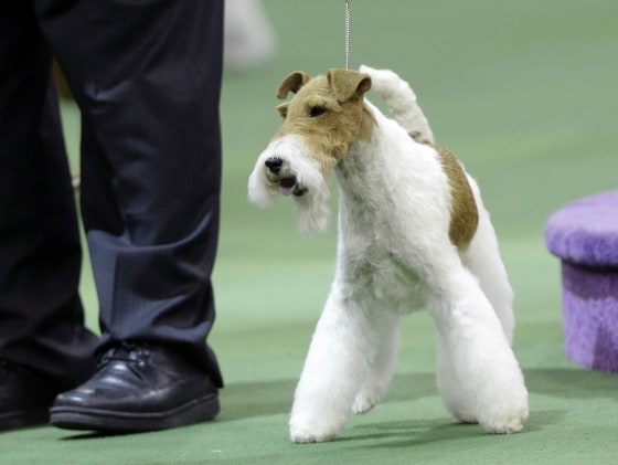 Wire Fox Terrier Wins Best in Show at Westminster