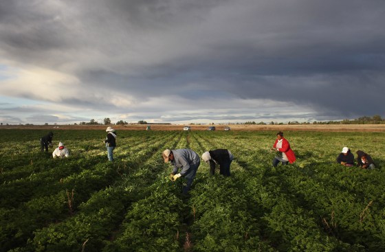 Image: Colorado Farm Suffers As Immigrant Workforce Diminishes