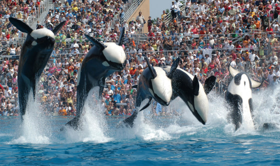 In this Feb. 27, 2006 photo provided by SeaWorld in San Diego, Calif., killer whales perform in "Believe," the new Shamu show which will explore the connection between humans and killer whales.