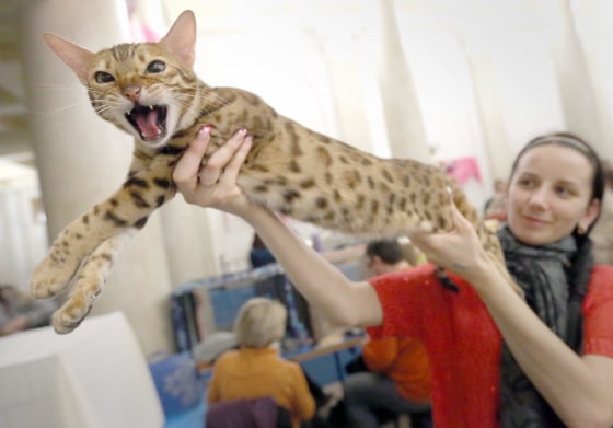 A woman displays her Leopard cat during a cat exhibition in Minsk, Belarus on March 8. 
