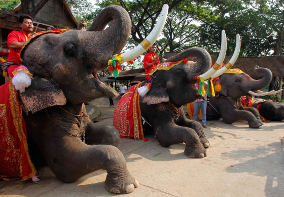 Mahouts pray while sitting on top of elephants during Thailand's National Elephant Day in the ancient Thai capital Ayutthaya on March 13, 2014. Thais honored the elephant on Thursday with special fruit and Buddhist ceremonies across the country to pay homage to their national animal.
