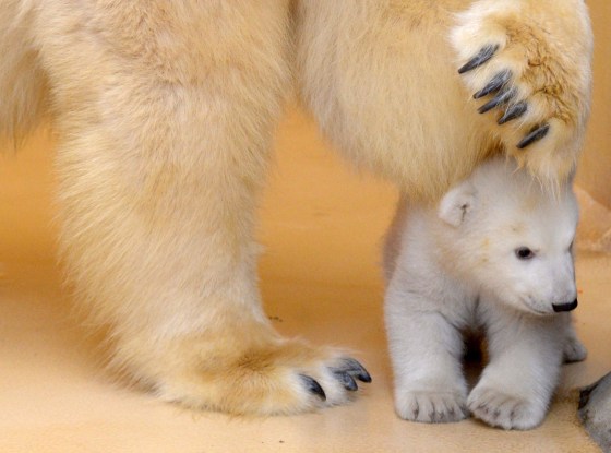 A polar bear cub at Bremerhaven zoo in northern Germany.