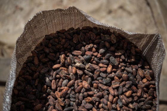Image: Dried cacao beans