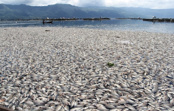 Dead fish are seen floating on the water in Maninjau lake, West Sumatra province in Indonesia on Tuesday. The massive death of the fish population is apparently caused by a sudden change in weather conditions, according to fishery officials.