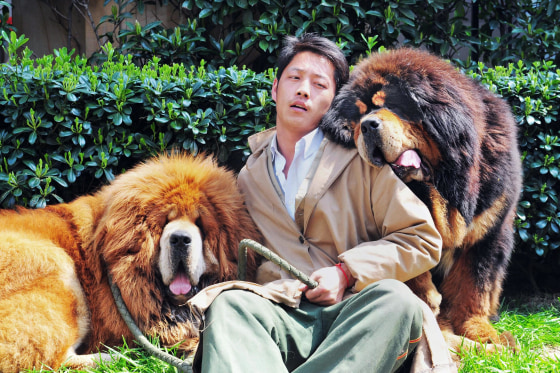 Image: TOPSHOTS-CHINA-DOG-OFFBEAT