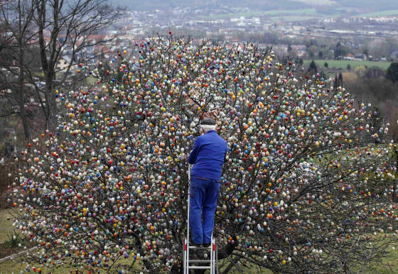 Image: German pensioner Kraft decorates an apple tree with Easter eggs in the garden of his summerhouse in the eastern German town of Saalfeld