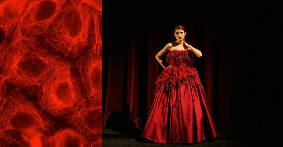 Fashioning Cancer: Project Creates Ball Gowns Inspired by Cells