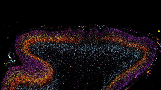 Image: Markers for four different genes were combined into a single image to visualize the selective labeling of differerent cortical layers