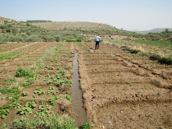 Image: A man walks through a field at the Kfar Etzion Field School in the Wadi Fukin