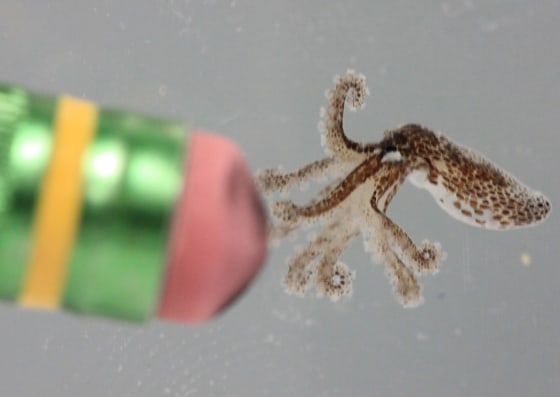 Image: Pygmy octopus