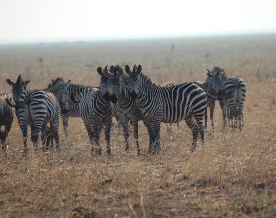 Why Do Zebras Have Stripes? Mystery Solved, Scientists Say