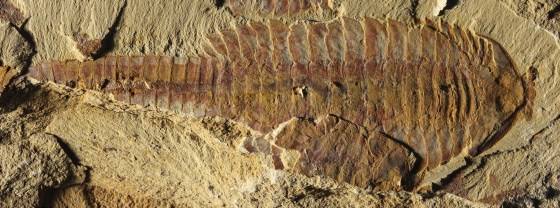 Image: Dorsal view of Fuxianhuia protensa, small sea ceature