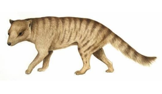 Image: Marsupial carnivore
