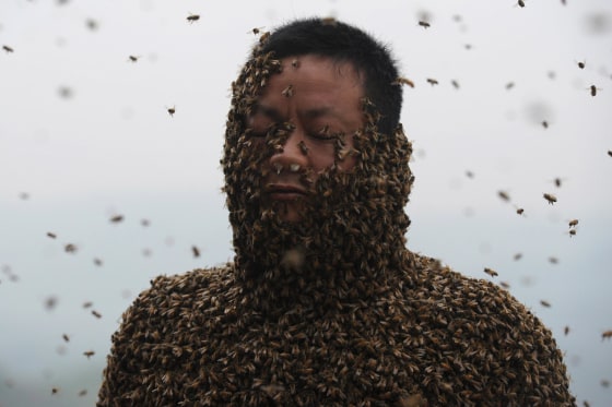 She Ping is covered with a swarm of bees on a small hill in Chongqing, southwest China, on April 9, 2014.