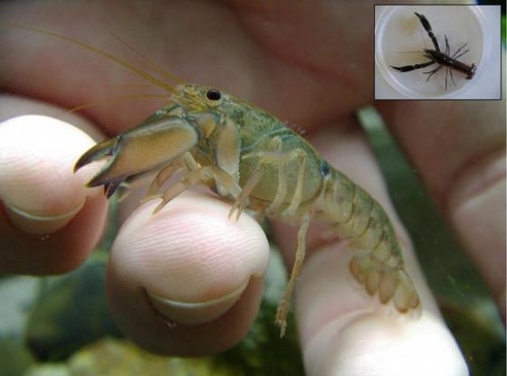 Tiny crayfish