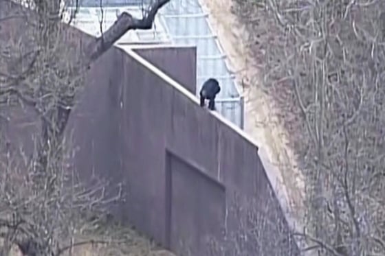 Image: A chimp was on the loose at the Kansas City, Mo., zoo.
