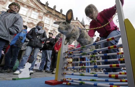 Image: People look at a rabbit jumping over an obstacle at the traditional Easter market at the Old Town Square in Prague