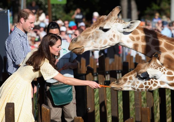 Image: Prince William and Catherine, Duchess of Cambridge, feed giraffes at Sydney's Taronga Zoo