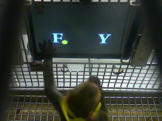 Image: A rhesus monkey chooses between two letters.