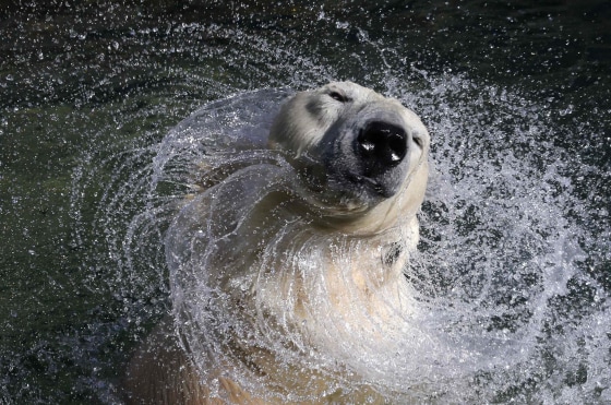 Shake Dry: Polar Bears Take a Dip in St. Petersburg