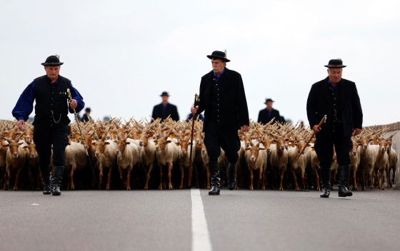 Image: Traditional Hungarian shepherds walk in front of their Racka sheep during celebrations of the start of the new grazing season in the Great Hungarian Plain in Hortobagy