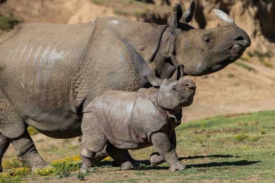 Image: Rhino calf makes debut at San Diego Zoo Safari Park