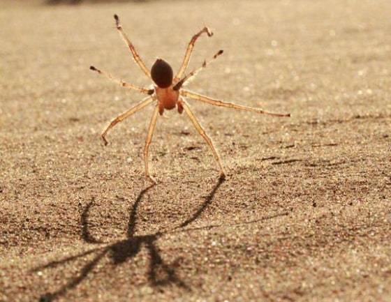 Cartwheel Spider