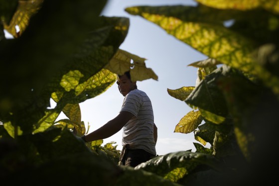 Image: Tobacco Harvesting Underway In Kentucky