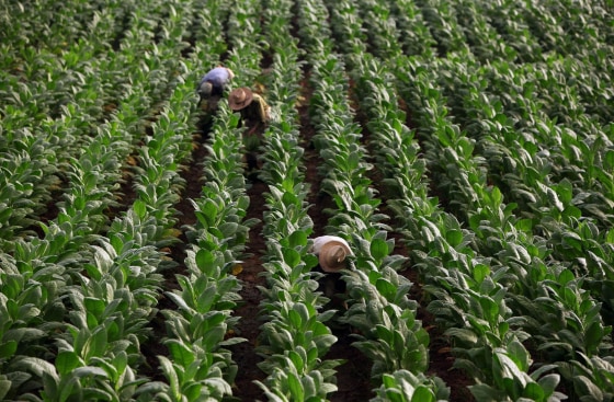 tobacco grades chart Tobacco grading