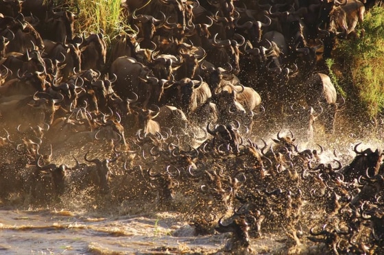 Wildebeest crossing