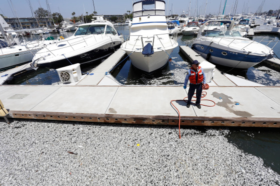 Image: Thousands of dead fish were found floating in Marina Del Rey, Calif