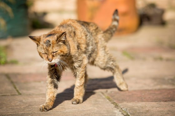 How old is 24 in cat years new arrivals