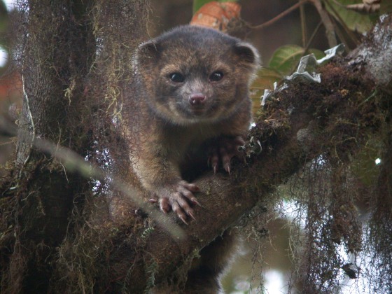 Olinguito at Tandayapa Bird Lodge, Ecuador 