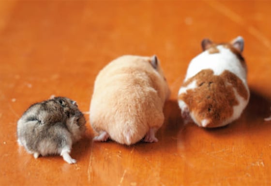 Japanese dwarf sale hamster