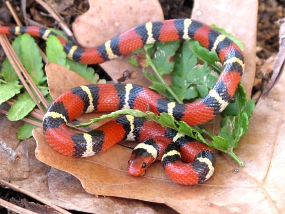 Sly As a Snake | Red, White, Black 2024 Snake Earrings