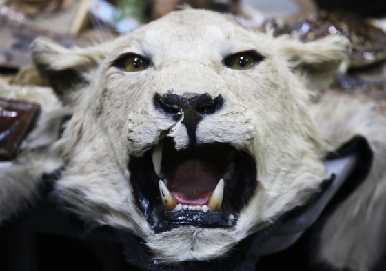 Image: A stuffed lion's head is displayed at a news conference at JFK international Airport, on June 16 in New York to highlight efforts by U.S. Customs and Border Protection and U.S. Fish and Wildlife to deter illegal trafficking in wildlife