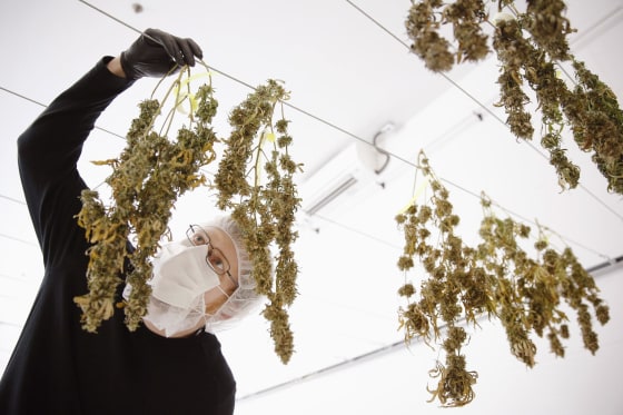 Image: Marijuana drying at Ontario company