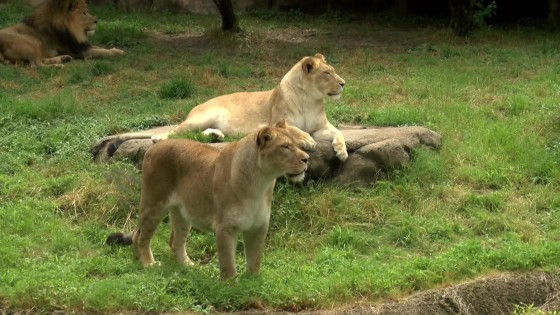 Woman Jumps Barrier To Feed Cookies To Zoo Lions — Again