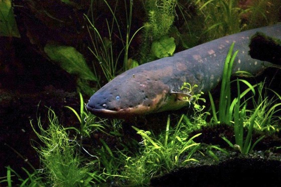 Image: Electric eel