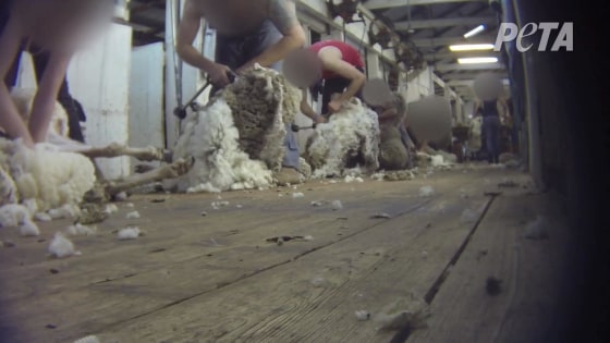 Image: Workers at an Australian ranch sheer sheep in a makeshift production line.