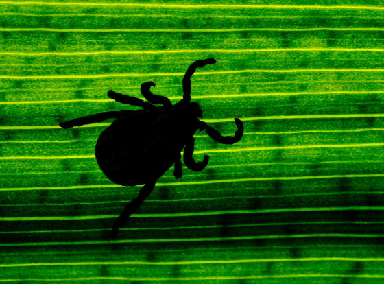A tick on a leaf in a garden in Sieversdorf, Germany, 28 April 2014. Ticks can pass on illnesses like Lyme disease (Lyme borreliosis) or tick-borne encephalitis. There are about ten species of ticks in Germany alone.