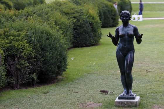 Image: A rat runs next to a Maillol Statue in The Tuileries gardens of the Louvre Muesum in Paris, France, on July 29