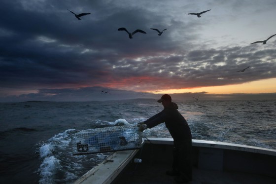 Image: Sternman Brandon Demmons sends a lobster trap overboard at dawn off of Monhegan Island, off the coast of main