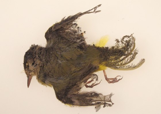 Image: A dead bird burned by large solar panel array