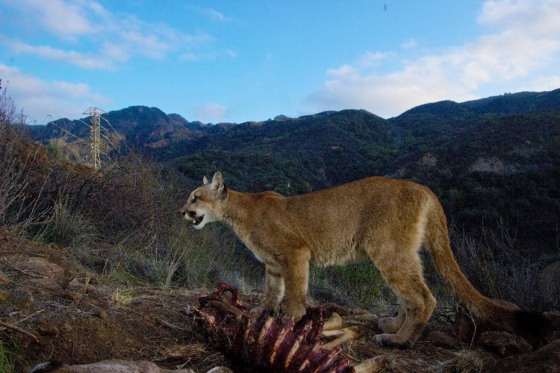 Image: A remote camera captures a female mountain lion in the Santa Monica Mountains. It was with its two 10-month-old kittens feeding on a mule deer.