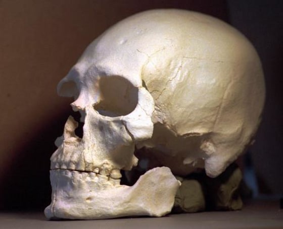 This plastic casting was made from the skull of Kennewick Man.