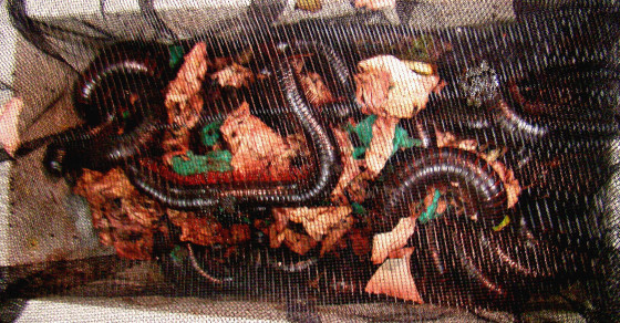 Border agents intercepted a shipment of contraband giant millipedes.